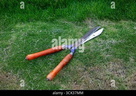 Cesoie da giardino su erba con manici in legno e lame in metallo. Foto Stock