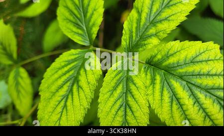 Foglie uniche nella foresta con colori verde chiaro brillante e verde scuro e venature a foglia visibile Foto Stock