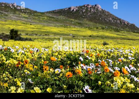 Wildflower Field con Foreground Blooms che porta a Rocky Hill in lontananza sotto Clear Blue Sky, West Coast, Sud Africa Foto Stock