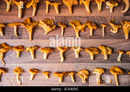 Funghi canterelle freschi e dorati disposti ordinatamente su una superficie di legno in file. Foto Stock