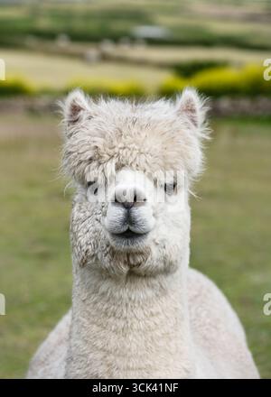 Grazioso e soffice alpaca bianco con frange merlate si erge su un campo erboso, guardando con calma la macchina fotografica con un'espressione serena. Concetto di animali da fattoria. Foto Stock