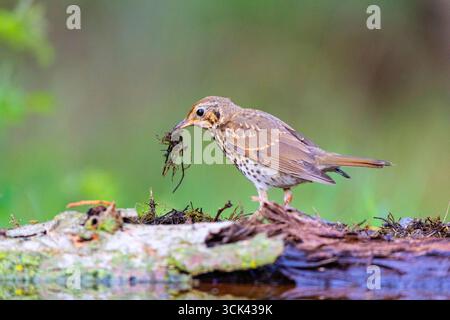 Canzone Thrush (Turdus philomenos). Foraggiamento di adulti. Ungheria Foto Stock