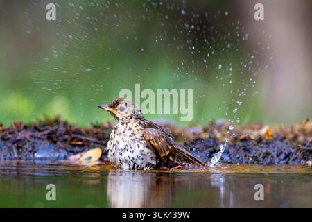 Canzone Thrush (Turdus philomenos). Adulti che bagnano l'Ungheria Foto Stock
