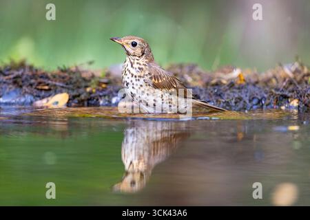 Canzone Thrush (Turdus philomenos). Bagno per adulti. Ungheria Foto Stock