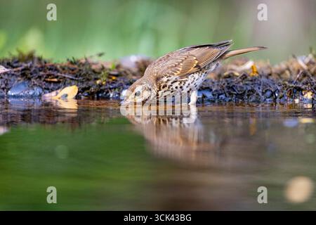 Canzone Thrush (Turdus philomenos). Adulto che beve. Ungheria Foto Stock