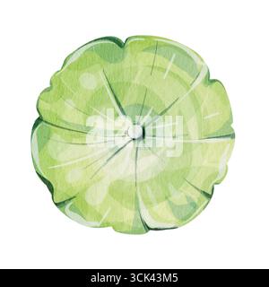 Illustrazione ad acquerello Centella asiatica, foglie e steli di gotu kola dipinti a mano, clipart di erbe isolato su sfondo bianco. Pianta medicinale Illustrazione Vettoriale