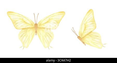 Due farfalle gialle in una clip art ad acquerello su sfondo isolato. Vista frontale e laterale. Falena eterea dipinta a mano per decorazioni vivaistiche, con Foto Stock