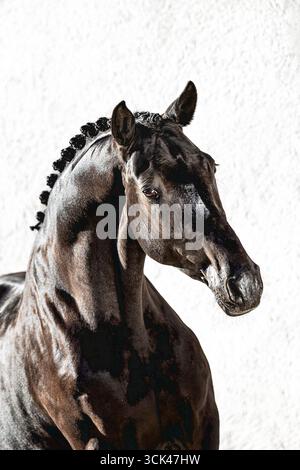 Trakehner. Ritratto di stallone nero, visto su sfondo bianco. Germania Foto Stock