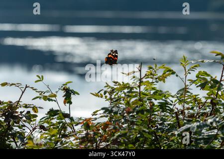 Una farfalla Monarch che vola sopra un pennello in una calda mattinata d'estate. Foto Stock