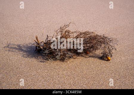 Il ramo in legno di deriva intempestivo poggia su sabbia dorata, creando una scena costiera naturale e strutturata. Foto Stock