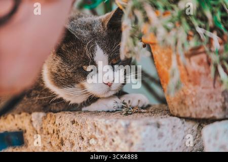 Gatto domestico bianco e grigio che riposa comodamente su una parete illuminata dal sole, osservando curiosamente qualcosa a terra vicino a una pentola di terracotta piena di lussureggianti g Foto Stock