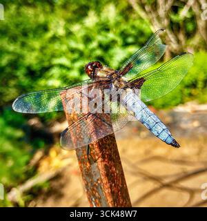 European Blue Chaser / Scarce Chaser (Libellula fulva) libellula - Francia centrale. Foto Stock