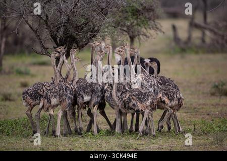 Una grande covata di giovani struzzi Struthio con il loro genitore sullo sfondo si accoccolano insieme sulla pianura erbosa di Ndutu, Tanzania Foto Stock