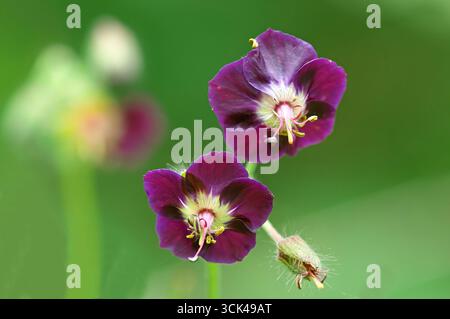 Il Dusky Cranes-Bill (Geranium phaeum) cresce nelle Alpi molto al di sopra della linea degli alberi. Alpi, Tirolo, 850 m, Austria Foto Stock