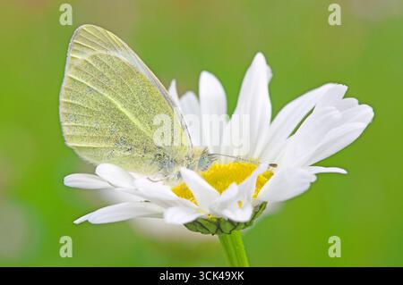 Small White, Cabbage Butterfly (Pieris rapae). Butterfly siede con ali chiuse su un fiore a margherita. Germania Foto Stock