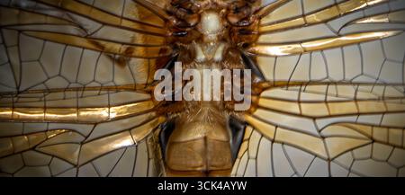 Foto macro estremamente ravvicinata che mostra i dettagli intricati delle ali e del torace di una libellula. L'immagine evidenzia la bella simmetria. Foto Stock