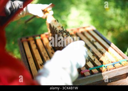 L'apicoltore solleva una struttura dell'alveare per controllare la colonia Foto Stock