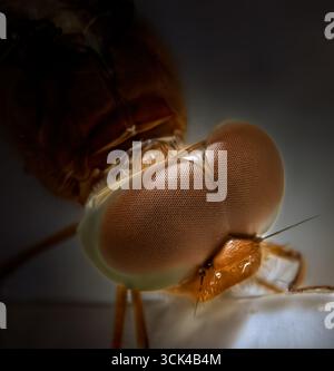 Macro-ravvicinato estremo dell'occhio composto di una libellula, che mostra l'intricata struttura ommatidica in modo dettagliato. Foto Stock