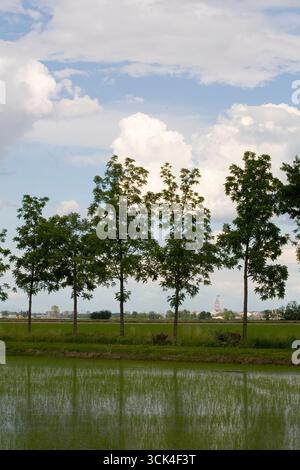 Risaie, Novara, Piemonte, Italia Foto Stock