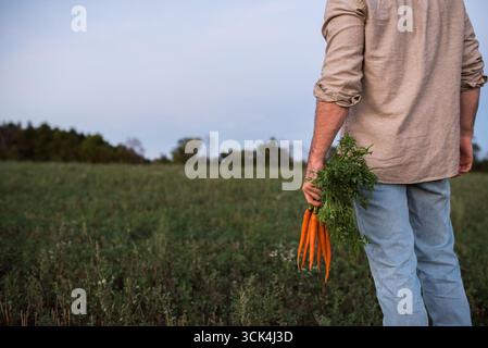 Agricoltore in piedi in campo, tenendo mazzetto di appena raccolto carote, metà sezione, vista posteriore Foto Stock