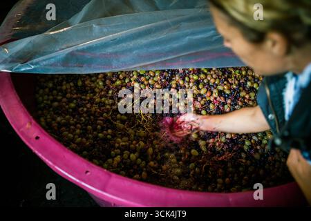 Al di sopra della spalla della donna di ispezionare le uve in vigna rosa iva Foto Stock