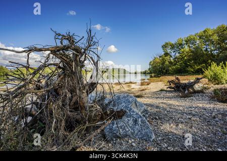 Tronchi di alberi morti e pietre possono essere visti sulle tranquille sponde del Danubio. Il paesaggio mostra un paesaggio tranquillo con alberi sullo sfondo e un cle Foto Stock