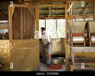 Lavoratore che sceglie i chicchi di caffè in una fattoria nelle Blue Mountains in Giamaica Foto Stock