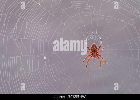 Avvistato Orbweaver Spider al centro del suo Web Foto Stock