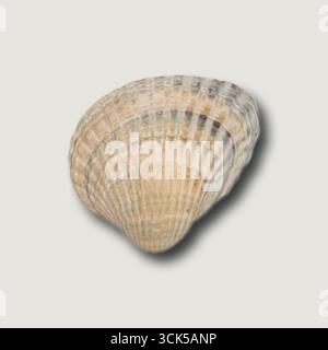 Vista ravvicinata di una conchiglia che mostra i suoi motivi e texture intricati. Foto Stock