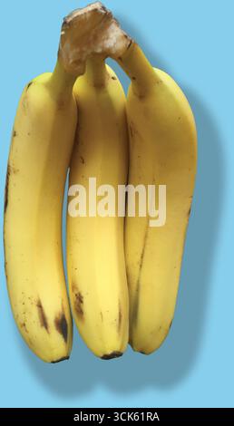 Un gruppo di tre banane mature con lievi macchie, che mostrano il loro colore giallo vibrante e la naturale curvatura. Foto Stock