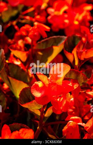 Splendida, prolifica e vivace Begonia rossa "Big Red Bronze Leaf". Primo piano naturale, ritratto di piante fiorite. ammirato, porta bellezza, oggetti di romanticismo Foto Stock