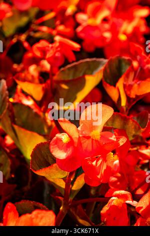 Splendida, prolifica e vivace Begonia rossa "Big Red Bronze Leaf". Primo piano naturale, ritratto di piante fiorite. ammirato, porta bellezza, oggetti di romanticismo Foto Stock