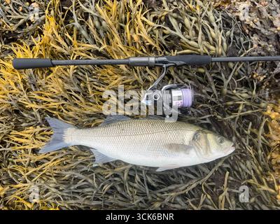 Spigola europea viva (Dicentrarchus labrax) pescata in agosto da un estuario irlandese, con la canna e la mulinella di richiamo utilizzati per catturarla. Restituito vivo. Foto Stock