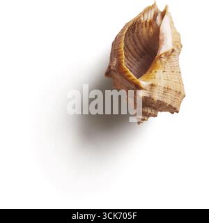 Vista ravvicinata di una conchiglia che mostra la sua trama intricata e il suo design naturale. Foto Stock