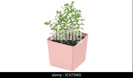 Una piccola pentola rosa contenente una giovane pianta verde, che presenta un semplice impianto da giardinaggio interno. Foto Stock