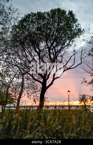 Paesaggio retroilluminato con pini, canne di bambù, lampioni, ponti e crepuscolo da la Rábida verso Colón, ora al crepuscolo Foto Stock