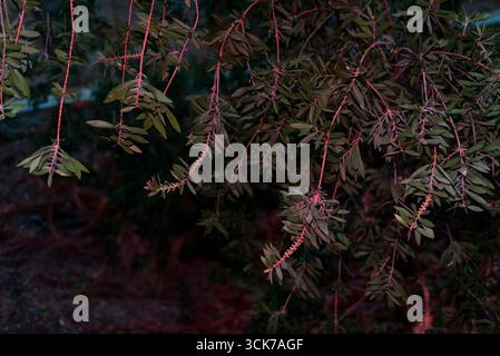 Callistemon viminalisRamas colgantes de árbol con hojas verdes y brotes alargados iluminados con luz roja, detalle Natural con textura botánica. Foto Stock