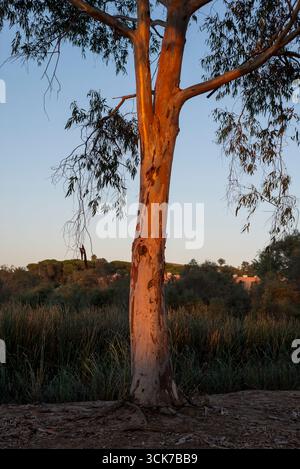 Eucalipto iluminado por la caída del sol con luz roja Cálida. Árbol centrado en la imagen, atmósfera Natural y serena al atardecer. Foto Stock