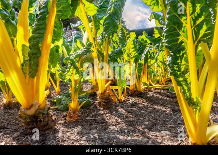 Swiss Chard Yellow Chard 'BRIGHT LIGHTS' Beta vulgaris punto panoramico basso a livello del suolo (gruppo di barbabietole a foglia) 'Bright Lights'. Chard svizzero. Annuale. Amaranthaceae. Il sole estivo lascia steli Foto Stock