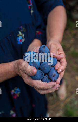 Primo piano di prugne blu mature nelle mani di una vecchia madre. Raccolta, aiuto Foto Stock