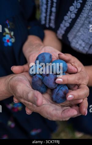 Primo piano di prugne blu mature nelle mani di madre e figlia. Raccolta, aiuto Foto Stock