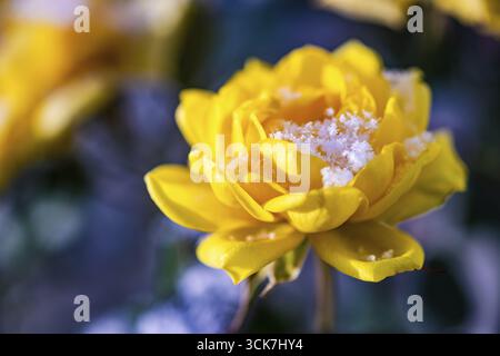 Fiore rosa cespuglio giallo nel giardino nel tempo di nevicatura Foto Stock