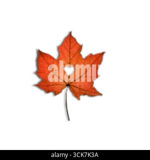 Una vivace foglia di acero rosso con un ritaglio a forma di cuore che simboleggia l'amore e la bellezza della natura. Foto Stock