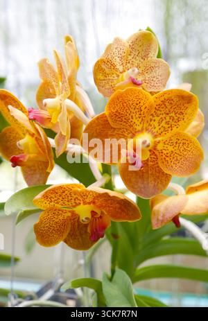 Vanda's Fiery Elegance, mazzo di Full Boom Yellow con Red Marking Radiant Orchids Foto Stock