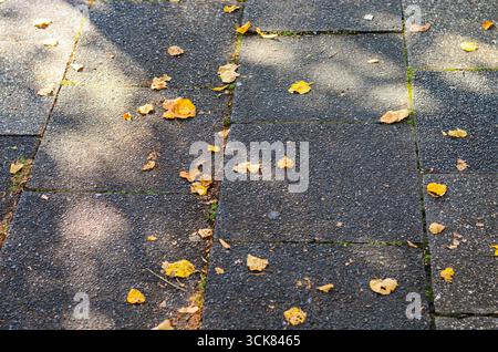 Foglie gialle cadute su lastre di pavimentazione in autunno in Germania primo piano Foto Stock