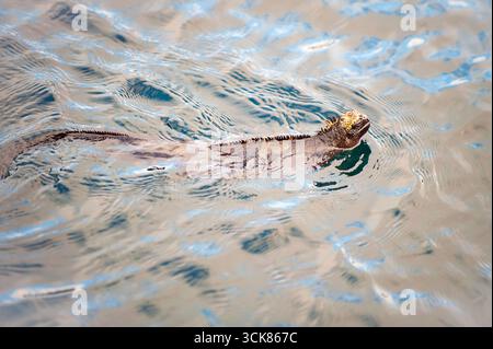 Iguana marina (Amblyrhynchus cristatus) che nuota a Puerto Egas (James Bay), all'isola di Santiago, alle Galapagos. Foto Stock