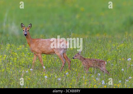 Capriolo europeo (Capreolus capreolus) femmina / pecora con cucciolo singolo foraggio in prati / prati con fiori selvatici in primavera Foto Stock