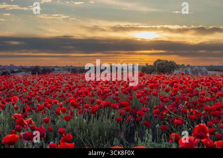 Campo de amapolas al anochecer Foto Stock