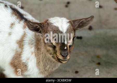 Adorabile capra con cappotto bianco e marrone che sembra calma in una vista ravvicinata dettagliata Foto Stock