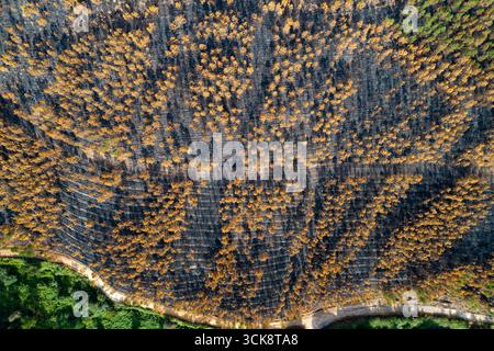 Il netto contrasto tra una foresta bruciata e una foresta verde sana, contrasto ambientale Foto Stock